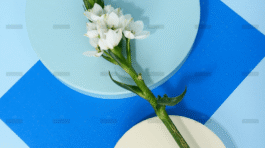 demo-attachment-722-pexels-daria-liudnaya-7354669